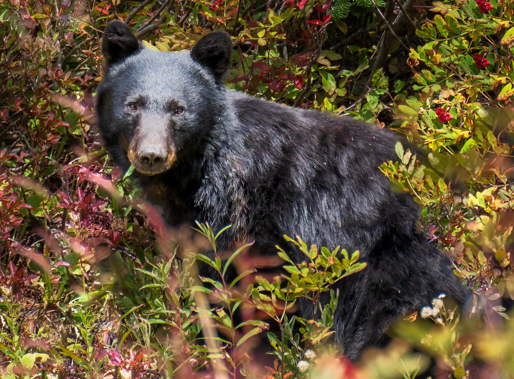 Juvenile black bear among red and green bushes