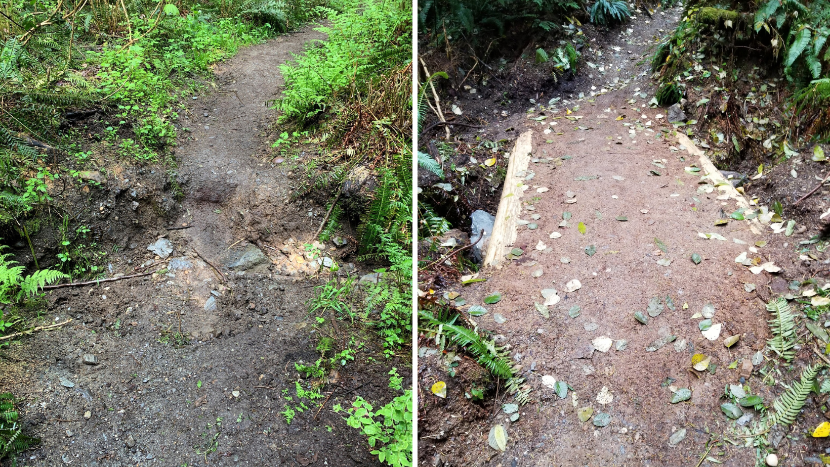 Blanchard Trail Washington DNR Side by side photos of muddy, rocky trail versus smooth, wide trail