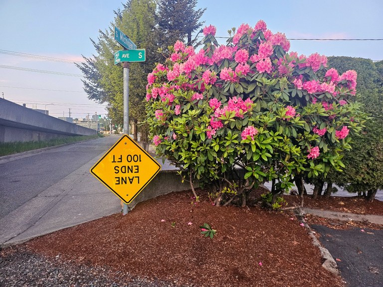 A blooming rhododendon next to a paved road. 