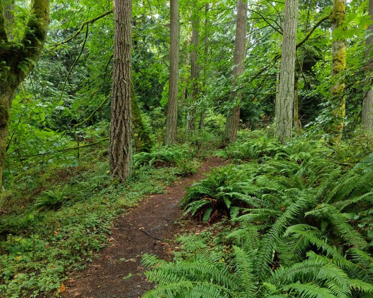 boeing-creek-park_erika-haugen-goodman.jpg