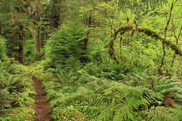 Bogachiel. Photo by Brib..jpeg