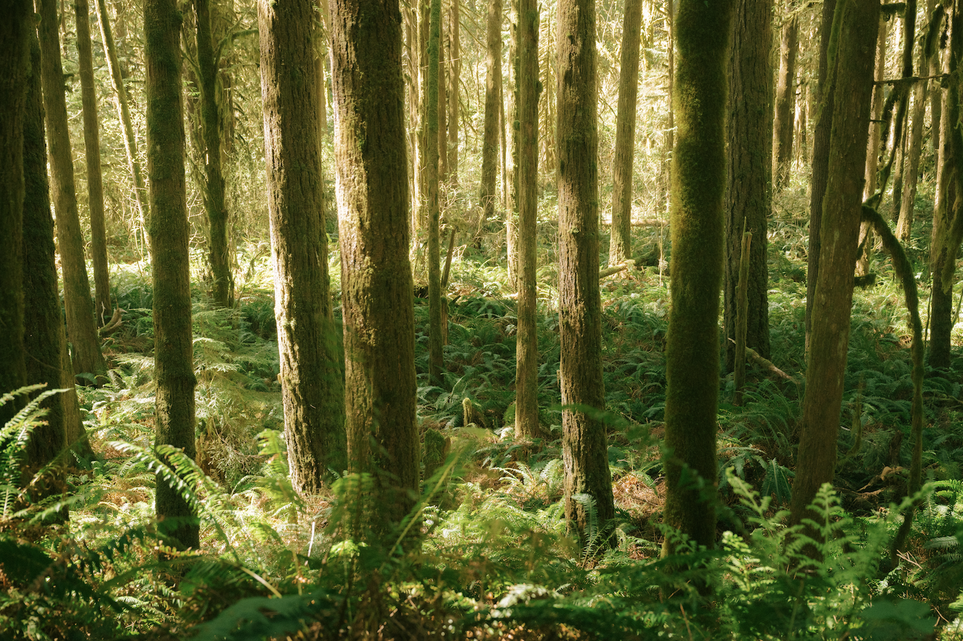 Ferns cover the floor of a sun-dappled forest