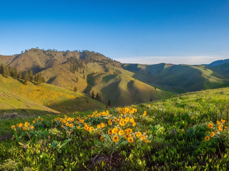 Blooming wildflowers at Cashmere Canyons