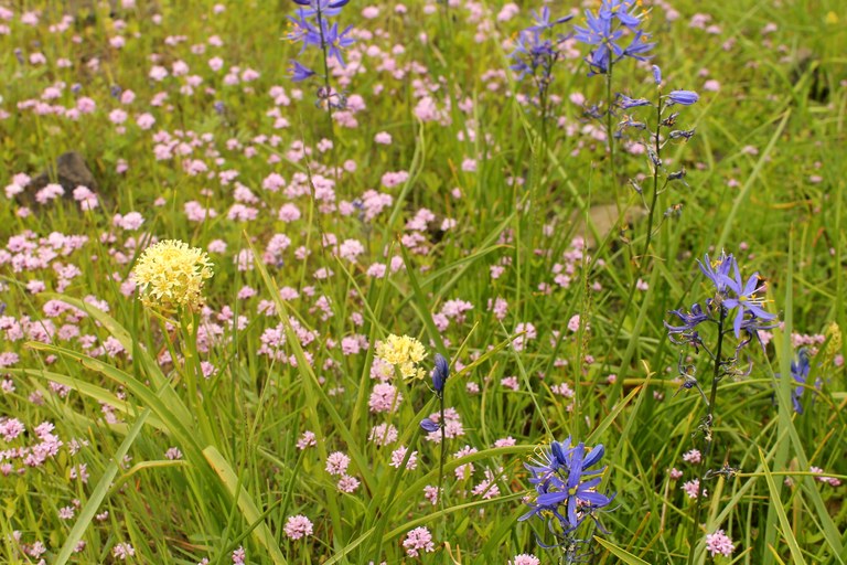 catherine creek flowers Matt Reeder.jpg