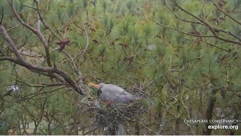 Chesapeake Blue Herons Chesapeake Blue Herons