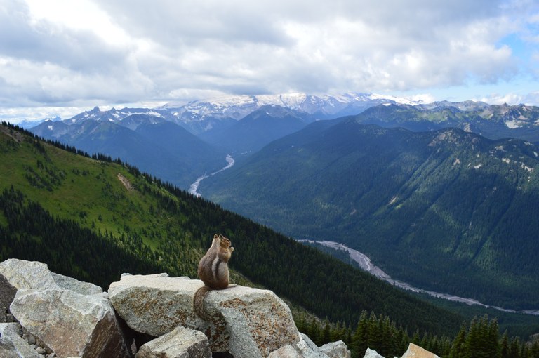 A chipmunk sits on a rock above a river valley. 