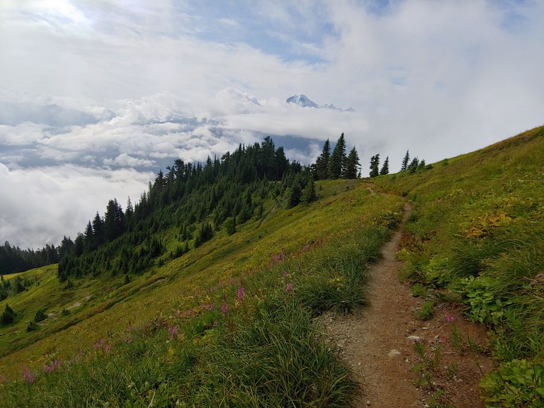 Trail through meadow with Mount Baker in background. 