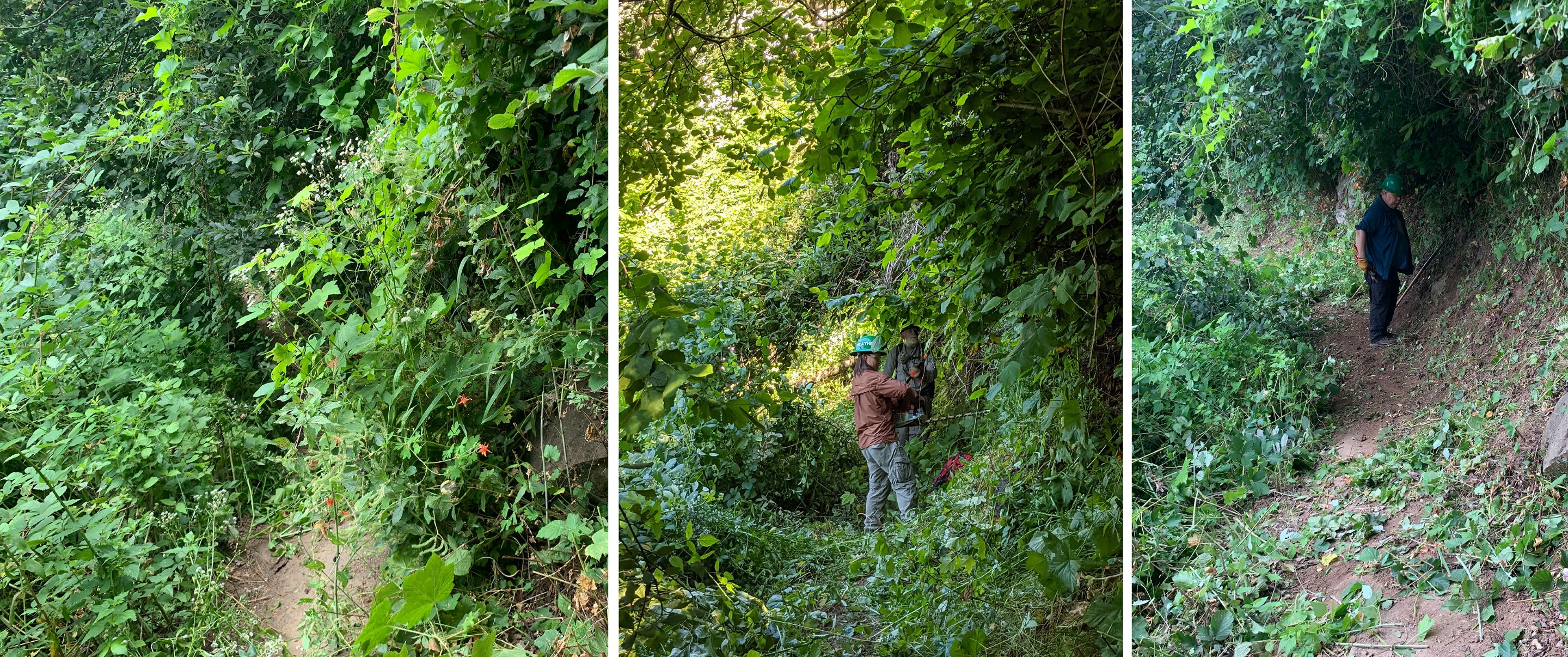 Before, during and after trail maintenance volunteers and Cape Horn Conservancy clear stinging nettle, blackberry and other brush from the Cape Horn Trail near the Columbia River Gorge. Photo by Lance Koach.