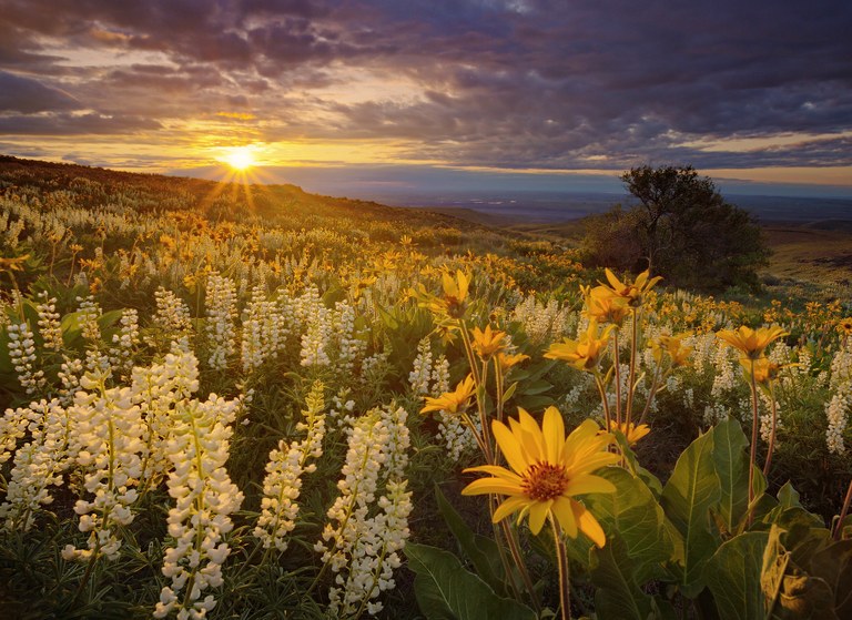 Yellow wildflowers growing in a field with sun shining through the clouds.