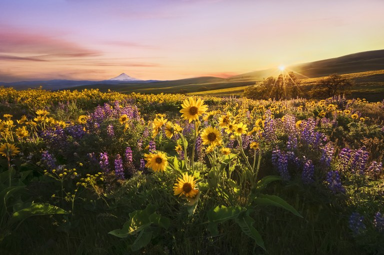 Sunset falling onto the magnificent yellow and purple wildflower display at Columbia Hills State Park.