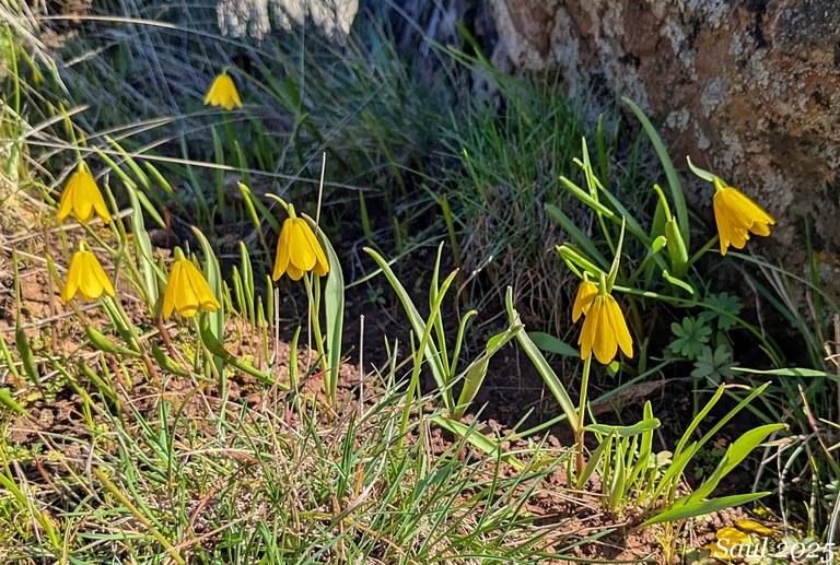 Yellow bells wildflowers at Columbia Hills State Park. Photo by trip reporter Sunrise Creek. 