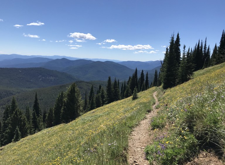 A trail crosses a meadow with evergreen trees and blue sky in the background. 