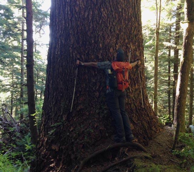 Rebecca's husband taking in the huge trees in the Colonel Bob Wilderness.