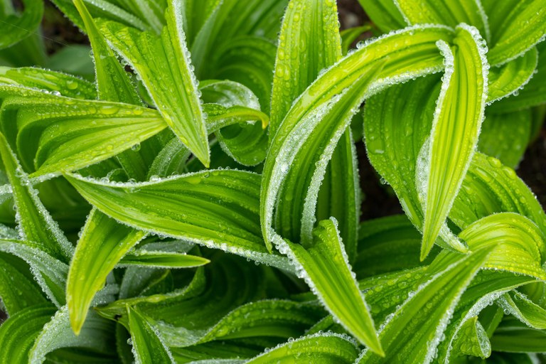 Bright green leaves with water droplets.