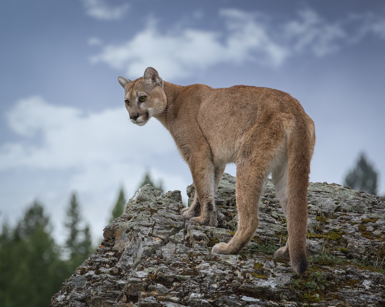 Cougar atop a rock. Cougar atop a rock.