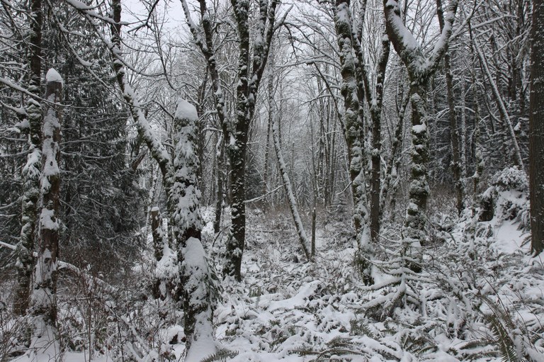 A forested trail at Cougar Mountain covered with a dusting of snow.