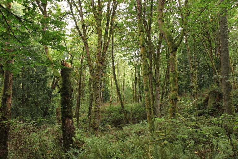 cougar mountain - talus bridge trail - september 2020.jpeg