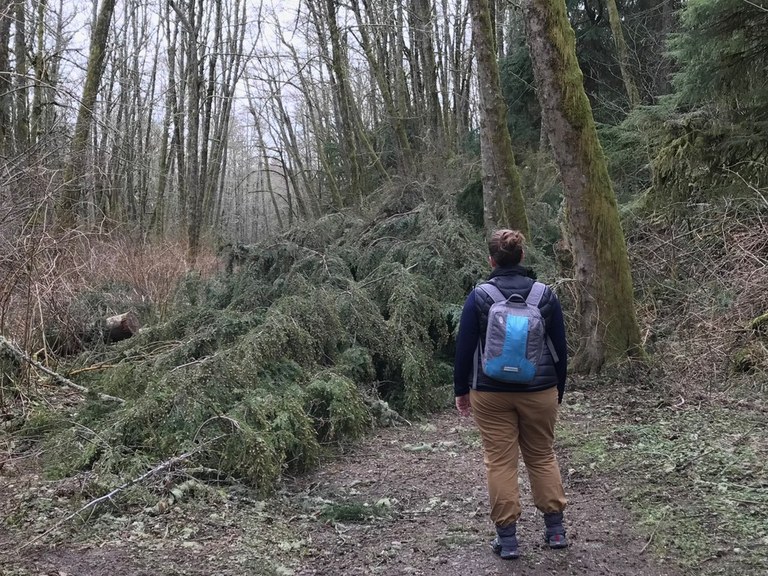 cougar mountain tree down_adam levermore.jpeg