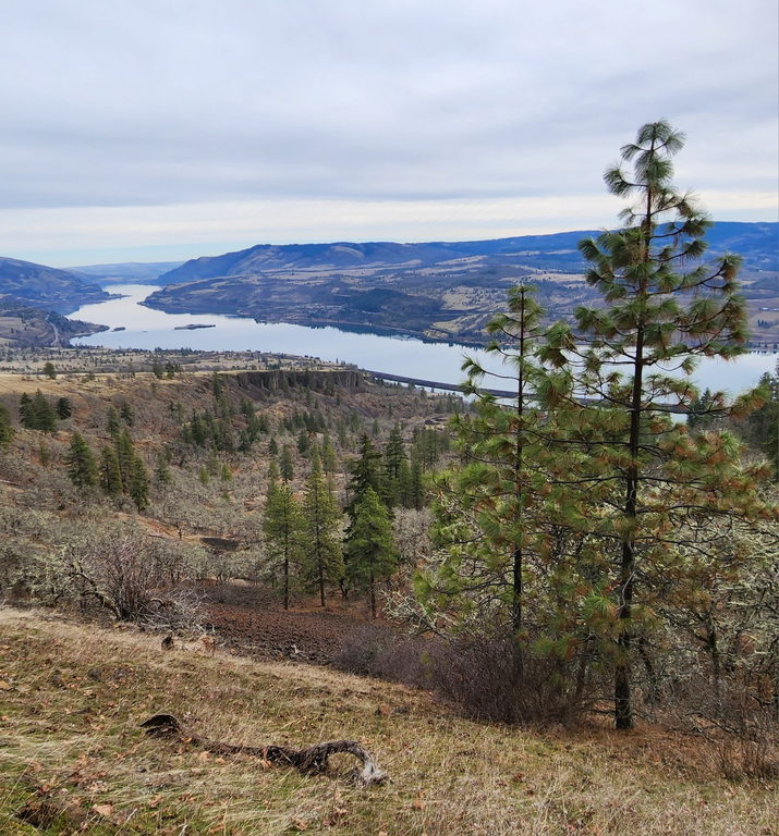 Pine trees scatter the foreground while a river stretches across the photo and into the distance behind them.