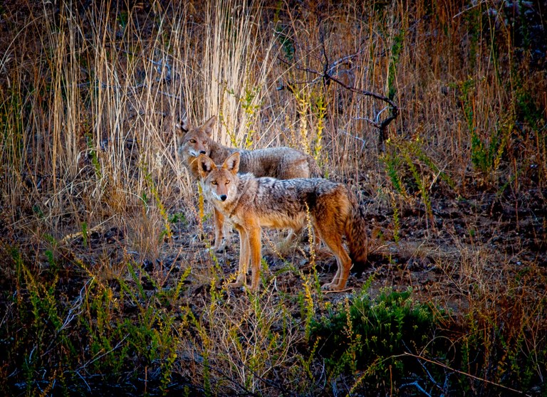 Coyotes at Cashmere Canyons