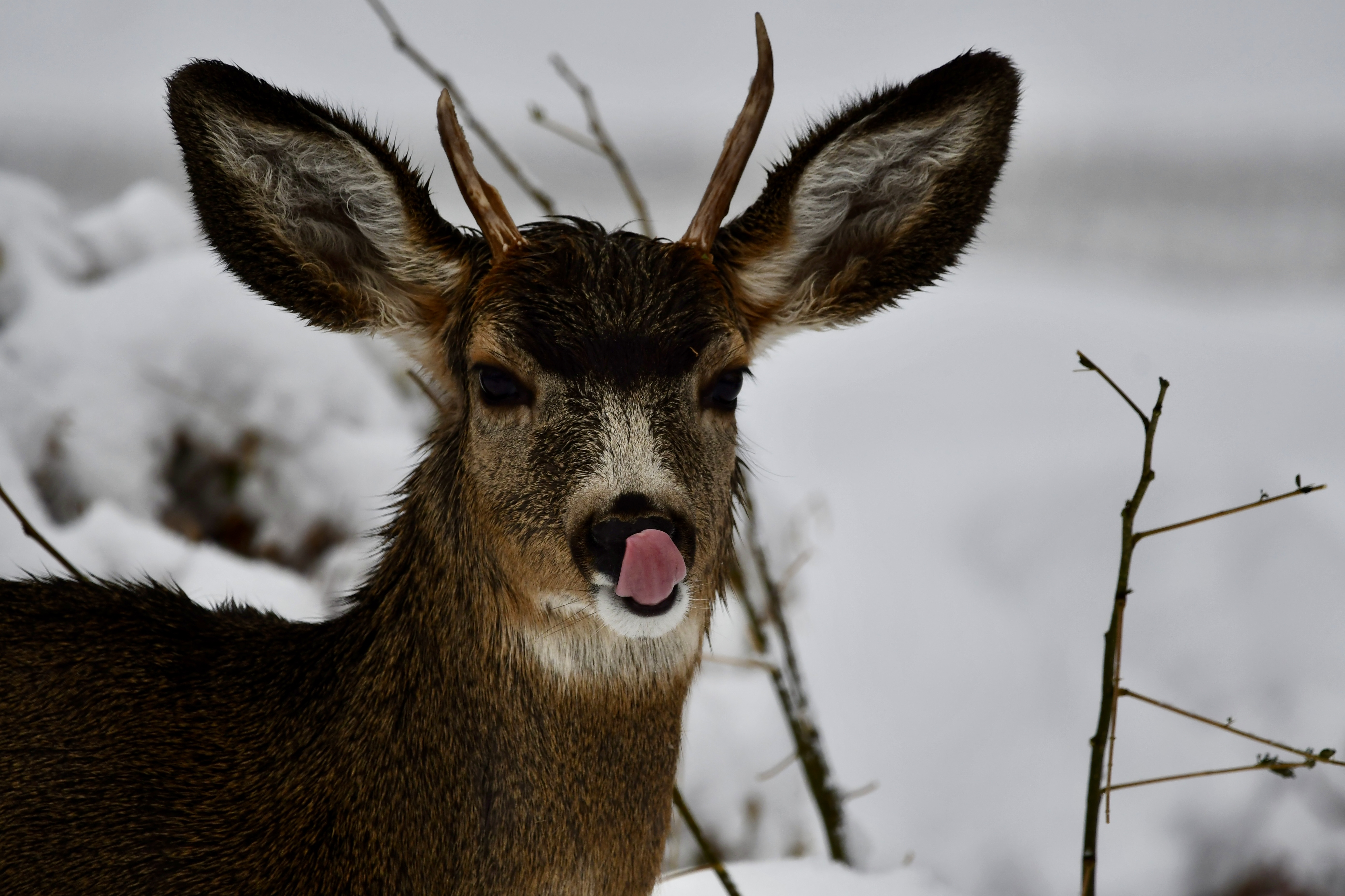 Deer licks its nose in front of a snowy background