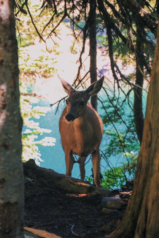 Deer. Photo by cynhw.jpeg