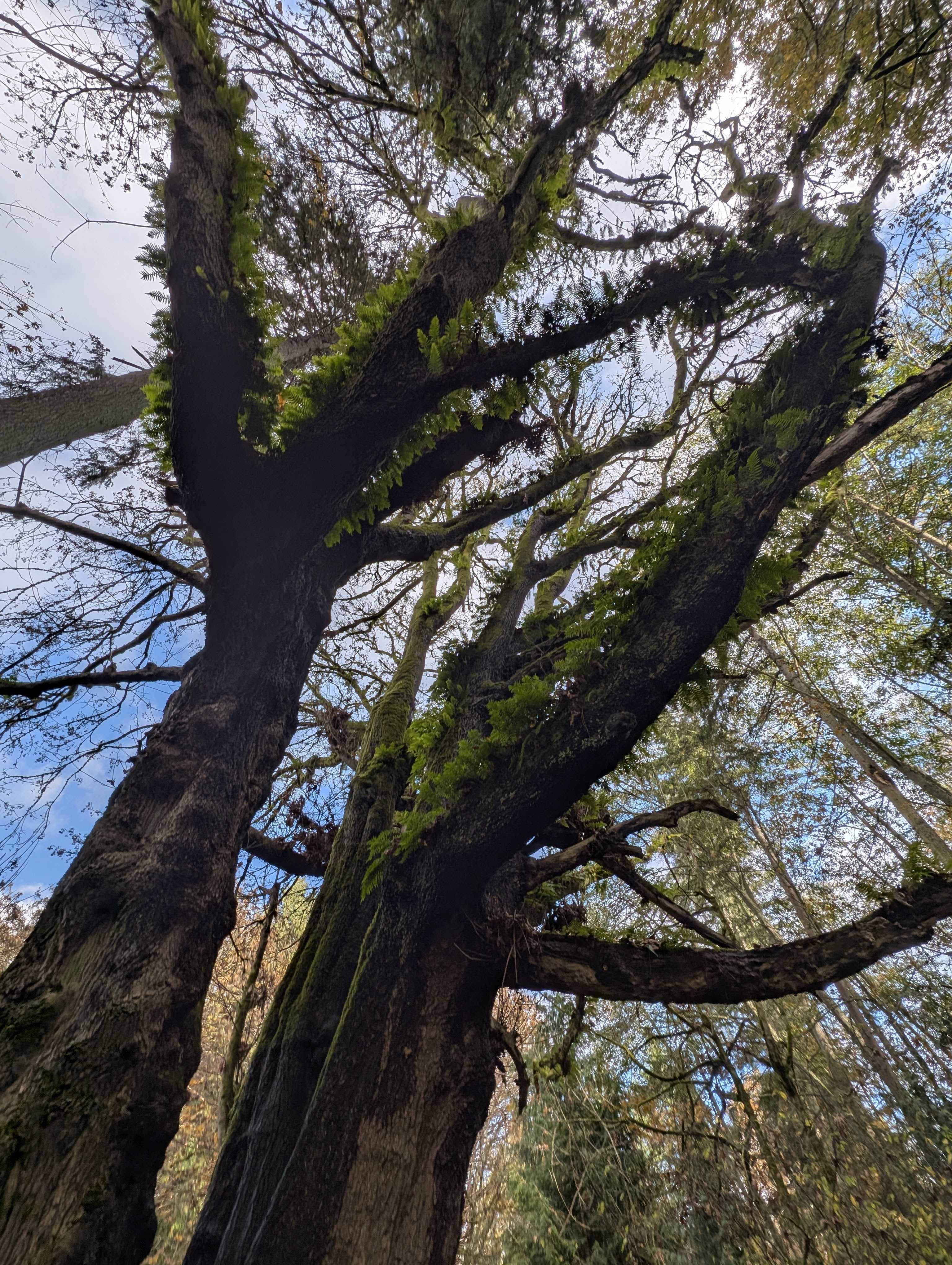 A big tree in Discovery Park. Photo by Tiffany Chou.