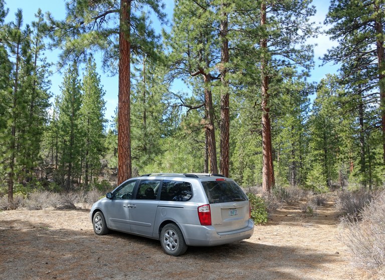 A minivan parked among spaced out pine trees on a patch of open ground.