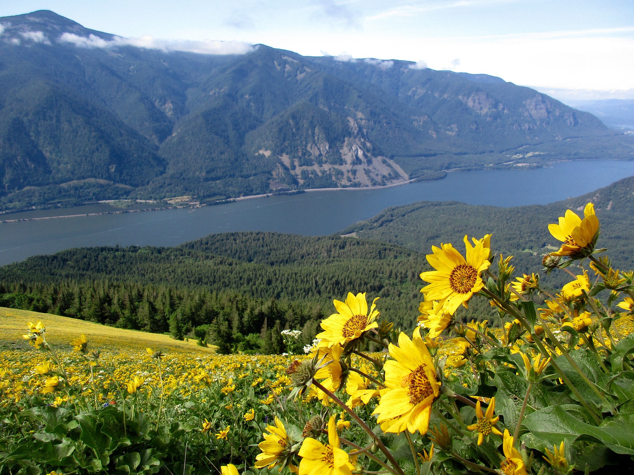 dog mountain trailhead