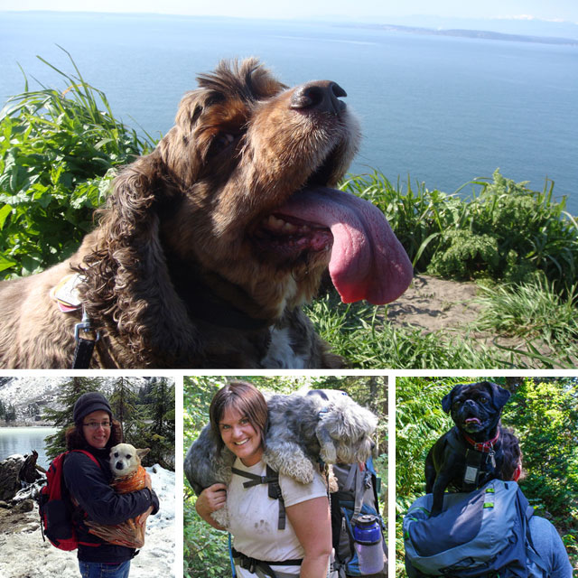 If your pup starts panting (top photo), pick him up and pop him in your pack! Photos (clockwise from top) Mahia Johnson, Shannon Givens, Russ Hammerly, and Shannon Rude.