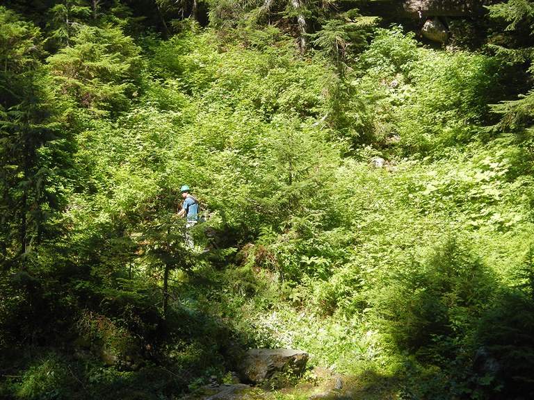 duckabush-brush_richard-pedersen.jpg duckabush-brush_richard-pedersen.jpg