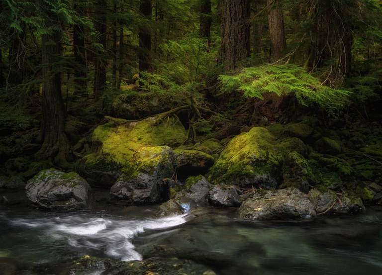 Many hues of green surrounding the waters of the Duckabush River.