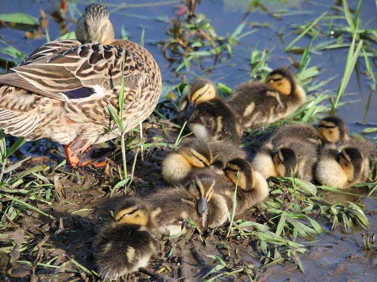ducklings.jpeg ducklings.jpeg