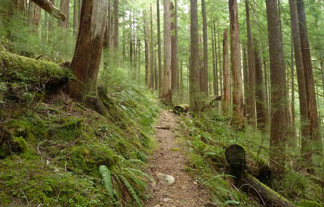 A trail in Fletcher Canyon, part of the Olympic National Forest that would receive protection as wilderness under the proposed act. Photo by Ejain.