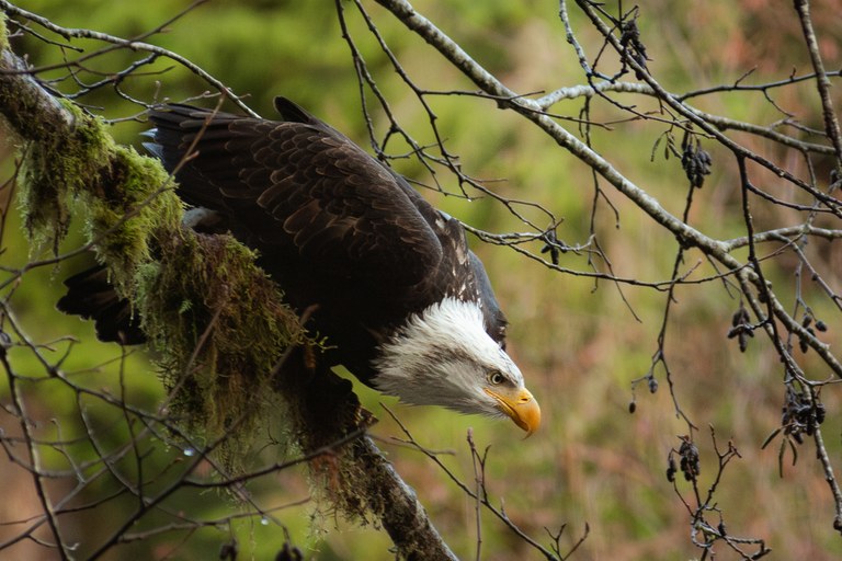 An eagle peers down intently from a branch.