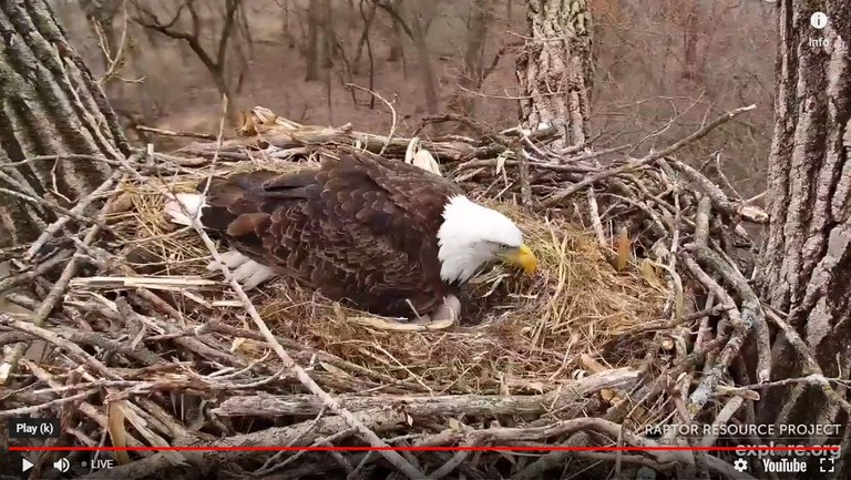 Eagle webcam Eagle webcam