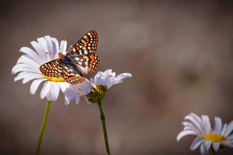 Edith's Checkerspot butterfly on a wildflower. Photo by Adam Halvorsen. Edith's Checkerspot butterfly on a wildflower. Photo by Adam Halvorsen.