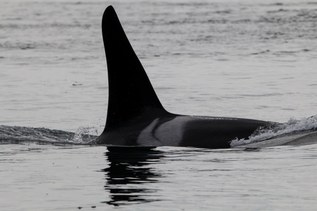 8 tips for land-based whale watching