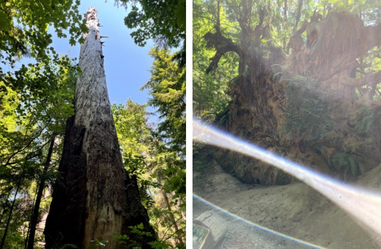 Two photos highlight the interesting shapes and light of trees. 