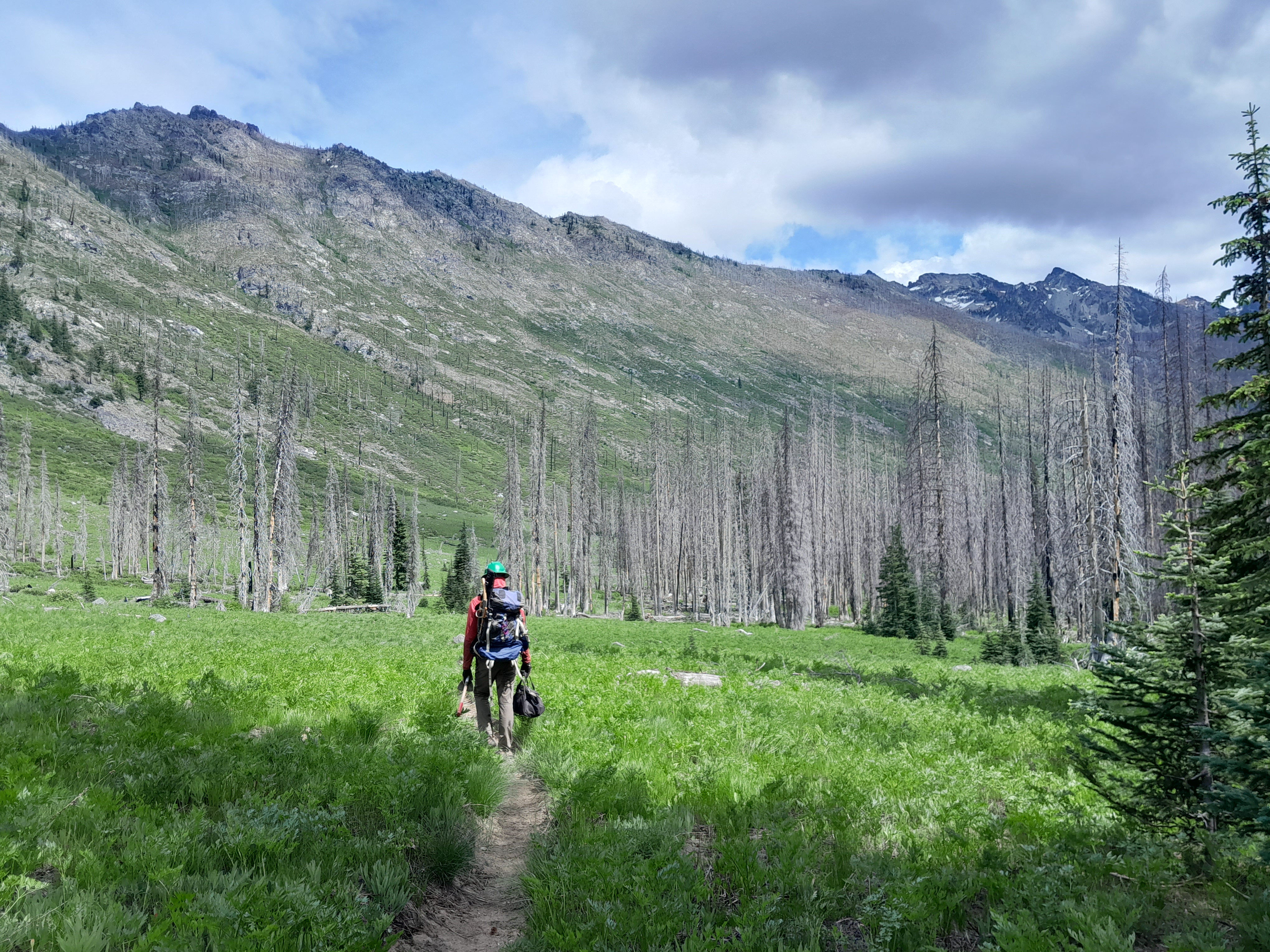 Backpacker in green hard hat walks through a meadow of burnt trees towards a mountain ridge