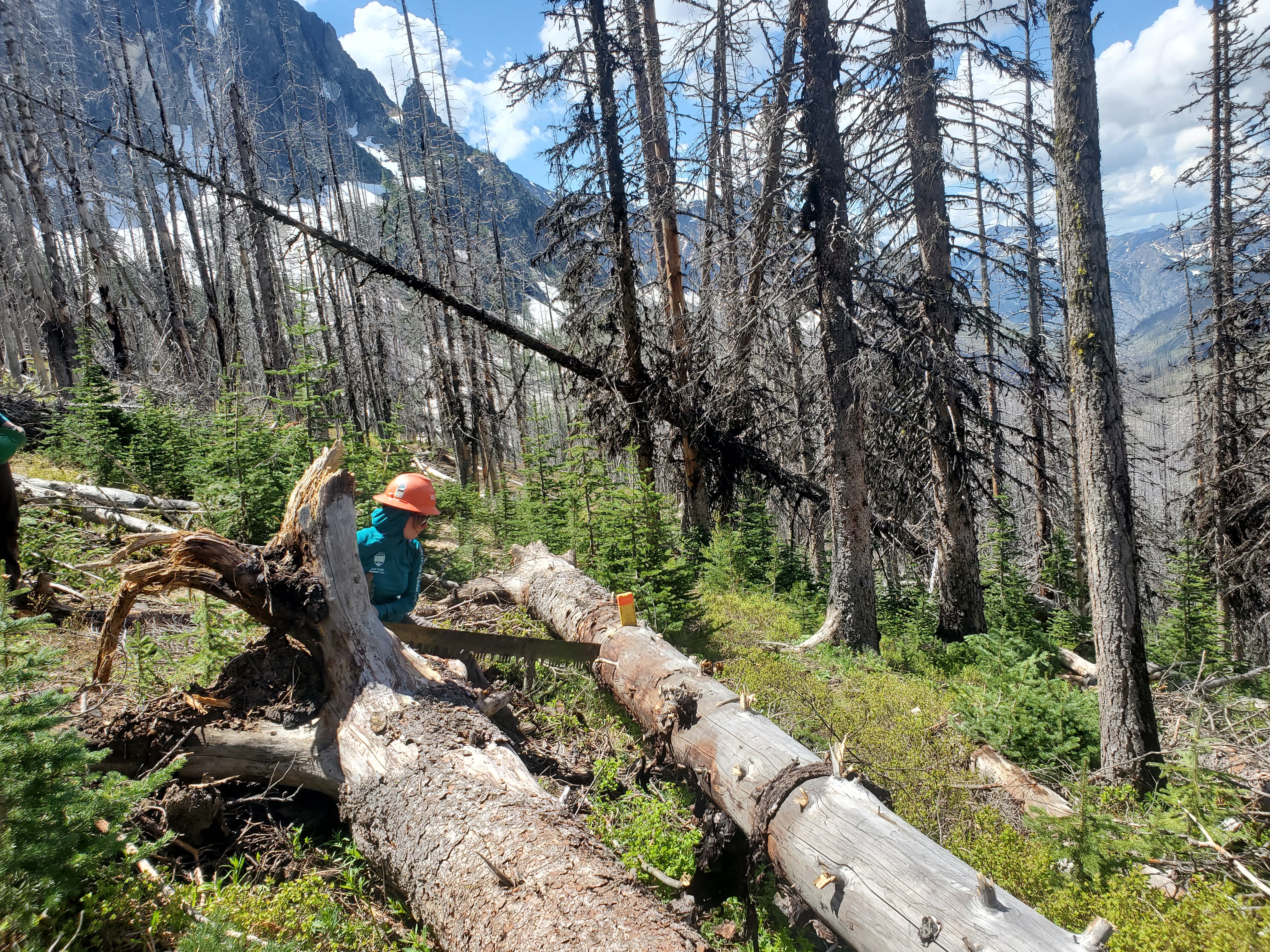Cutting one of 108 trees in the Entiat. Photo by Zachary Sklar