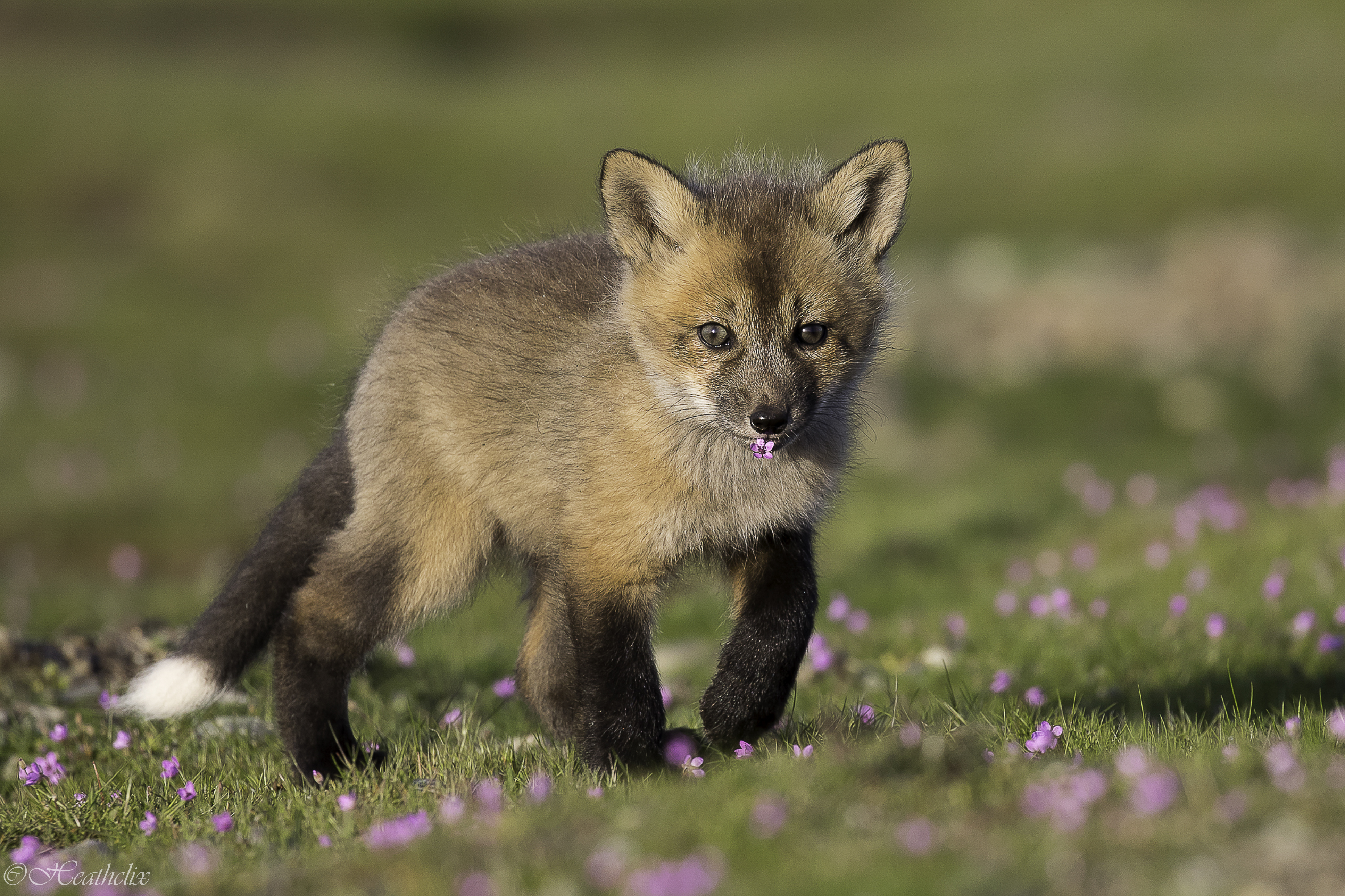 Ethical Wildlife Photography: What You Need to Know — Washington ...