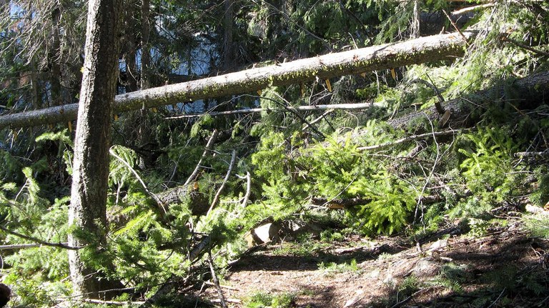 A jumble of several trees that have fallen over the trail, obscuring the trail entirely.