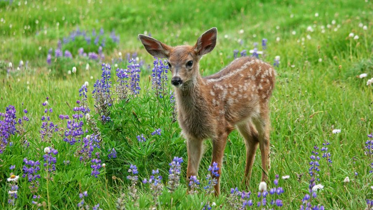 fawn_anita elder.jpg