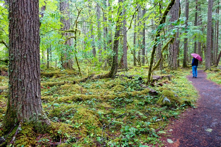 A person with an umbrella walks through a forest.