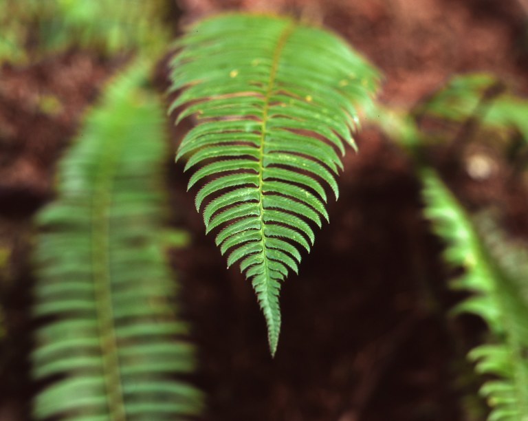 Fern by Erika HG Fern by Erika HG