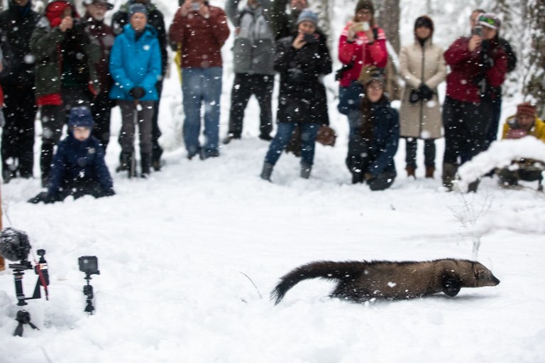 fisher Mount Rainier Kevin Bacher.jpg