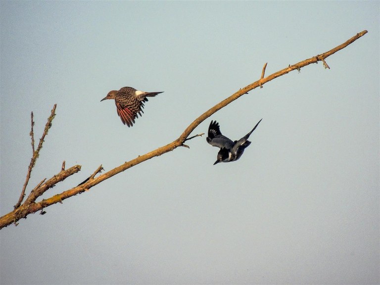 Flicker and Kingfisher. Photo by geezerhiker.jpeg