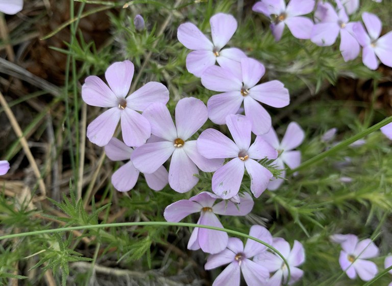 flower3.jpeg flower3.jpeg