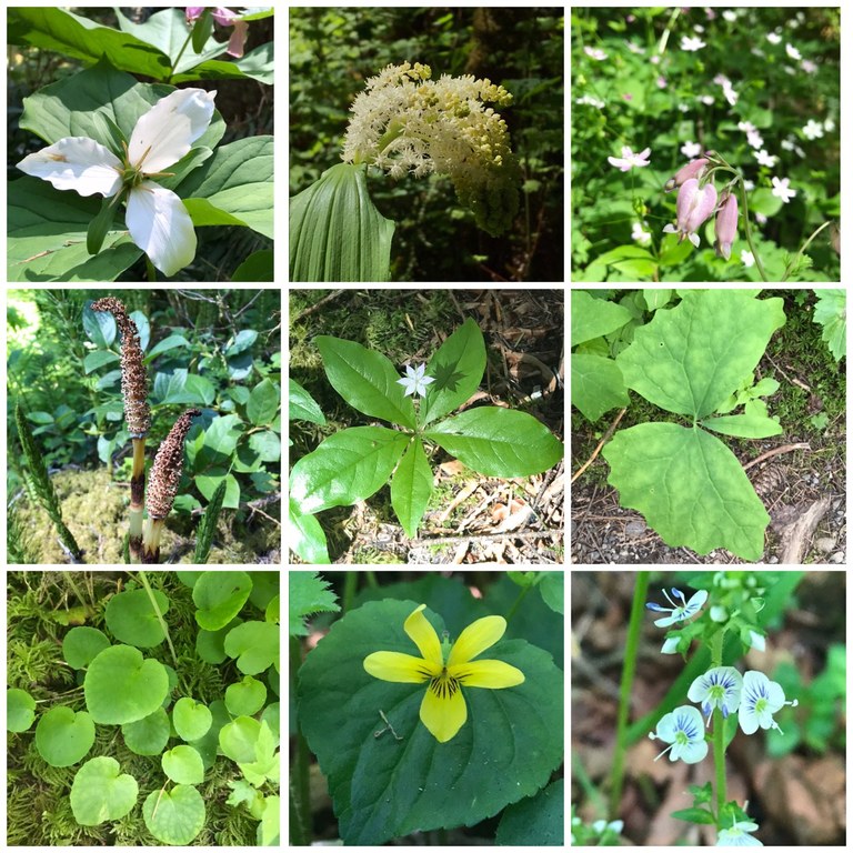 flowers.jpeg flowers.jpeg